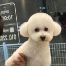 온달 그루밍 이미지