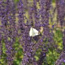 블루세이지 이미지