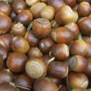 기시기천 | 橡栗歌 (상률가) - 尹汝衡 (윤여형)