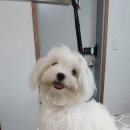 어반독스 이미지