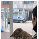 나는 고양이에 빠지다 | 분당고양이 묘연을 만들어 주시는 나는 고양이에 빠지다 방문 후기