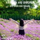 포도가 있는 풍경 | 부산 근교 라벤더 명소, 경남 양산 느티나무의사랑 축제 라벤더 개화 상황 피크닉 세트 후기