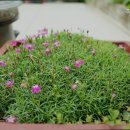 초록애 | [서울 오리고기 맛집 추천] 초록애 대방점 서울 대방동 오리요리 맛집