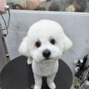 댕댕그루밍 이미지