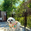 처음처럼 애견펜션 이미지