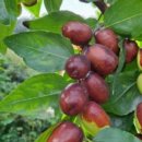 대추농장 이미지