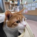 고양이 이동장 어답트미 쉽고 백팩 사용 후기 / 반려동물 이동장 추천