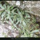 봄의언덕 이미지