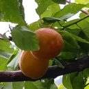 버드네농장 이미지