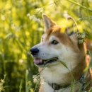 시바(SHIBA)