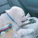 아임버디 이미지