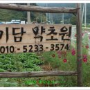 내린천약초 Daum카페