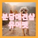 펫 애견샵 이미지