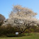 제주 봉개동 왕벚나무 자생지 이미지