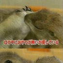 케모노