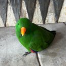 양산버드나무한의원 | 싱가포르 가볼 만한 곳 버드파라다이스