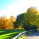 행복나무 이미지