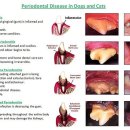 도곡치유동물병원 이미지