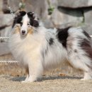 이지스힐 이미지