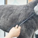 원애견샵 이미지