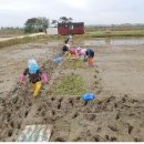 전주미나리 이미지