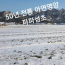 파파트리