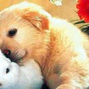 아이 러브 펫 이미지