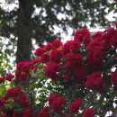 도당공원 이미지