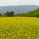 구리한강시민공원 유채꽃 3편 이미지