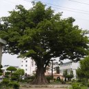 2016/11/21(월) - 함양 학사루 느티나무 이미지