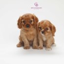 고덕 동물의료센터 이미지