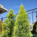 써니유통 | 율마 변이종 완전정복 – 아델라·눈꽃·써니크리스탈·레몬사이프러스 율마의 색상·건조·월동 특징