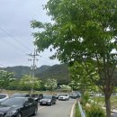 위양지원카페 | 밀양 위양지 이팝나무 부산 근교 밀양 가볼만한 곳