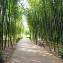 섬진강대숲길 이미지