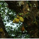 태국 치앙마이(Chiang Mai) 왓 프라탓 도이수텝사원(Wat Phrathat Doi Suthep) 이미지