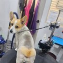 당당하개 이미지