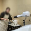 지지묭 | 천안 두정동 애견미용 추천 ‘지지묭’ 방문 후기! 포메 곰돌이컷 내돈내산