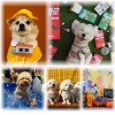 놀러오개 이미지