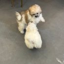 퍼피어스 | 창원 소형견 분양 퍼피어스에서 직접 보고 느낀 솔직 후기