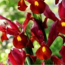 더치 아이리스 레드 엠버(Dutch Iris Red Ember) 이미지