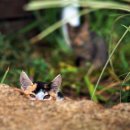 비피펜션 이미지