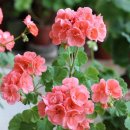 정화Care 이미지