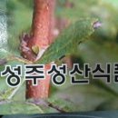 성주성산식품