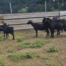 광개토농장 이미지