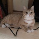 GG캐롬클럽 | 고양이 알러지 식이알러지 때문에 생긴일