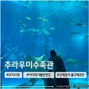 고래한마리277 | 아이랑 오키나와 여행 북부 필수코스 추천 <츄라우미수족관> 고래상어·돌고래쇼 방문후기