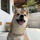 더 따숲 | [경주] 반려견과 함께 발도장 찍은 카페 &amp; 산책 코스