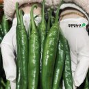푸른잎농산’s 농산물_밀양 청양고추🌶️(아주 매워요)
