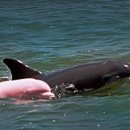 핑크고래 이미지