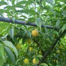 복사골농장 이미지